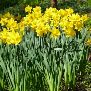 25 Daffodil Flowers Bulbs, Narcissus Daffodil Bulbs, Fall Bulbs, Flower Bulbs For Fall Planting Perennial