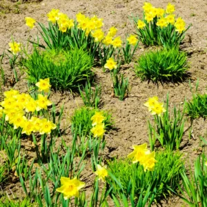 25 Daffodils Flowers Bulbs, Daffodil Bulbs For Fall Planting, Fall Bulbs For Planting Perennial, Outdoor
