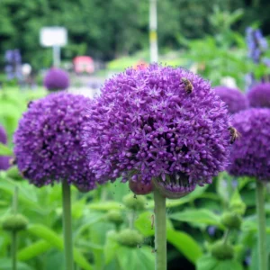 5 Allium Bulbs, Allium Bulbs For Planting, Purple Giant Allium Bulbs, Perennial Flower Bulbs