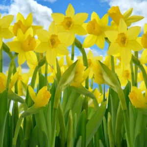 25 Daffodil Flowers Bulbs, Narcissus Daffodil Bulbs, Fall Bulbs, Flower Bulbs For Fall Planting Perennial