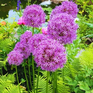 5 Giant Allium Bulbs, Allium Bulbs Purple, Allium Plants Live Bulbs, Plant Bulbs