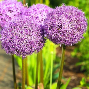5 Allium Bulbs, Dark Purple Allium Bulbs, Outdoor Flower Bulbs, Bulbs For Fall Planting