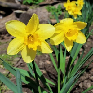 25 Daffodil Flowers Bulbs, Narcissus Daffodil Bulbs, Fall Bulbs, Flower Bulbs For Fall Planting Perennial