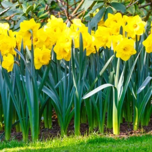25 Daffodils Flowers Bulbs, Daffodil Bulbs For Fall Planting, Fall Bulbs For Planting Perennial, Outdoor