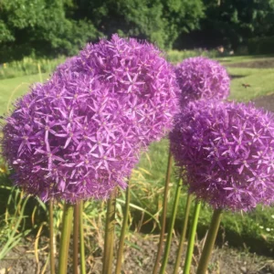 5 Allium Bulbs, Allium Bulbs For Planting, Purple Giant Allium Bulbs, Perennial Flower Bulbs