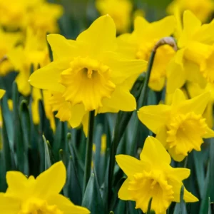 25 Daffodil Flowers Bulbs, Narcissus Daffodil Bulbs, Fall Bulbs, Flower Bulbs For Fall Planting Perennial