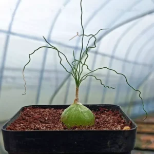 Rare Caudex Bulbs, Asparagaceae Ornithogalum Tortuosum Succulent Bulbs, Rare Succulent Bulbs, Spiralis Succulent Small Bulbs For Growing, House Plants