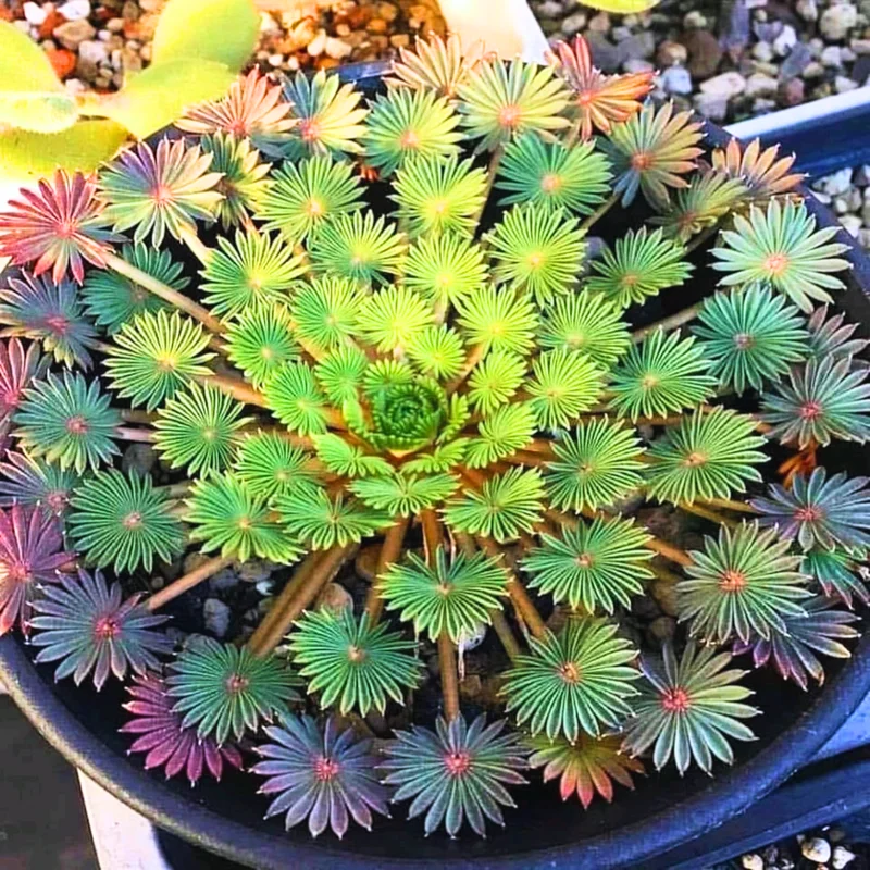 Oxalis Palmifrons Bulbs, Rare Oxalis Bulbs, Oxalis Succulent Bulbs For Houseplant, Large Oxalis Bulbs For Growing Well