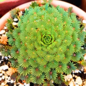 2 Oxalis Palmifrons Bulbs, Oxalis Bulbs, Succulent Bulbs, Cute Oxalis Plant Live Bulbs, Large Bulbs For Planting