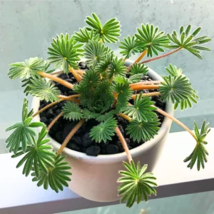 2 Oxalis Palmifrons Bulbs, Oxalis Bulbs, Succulent Bulbs, Cute Oxalis Plant Live Bulbs, Large Bulbs For Planting