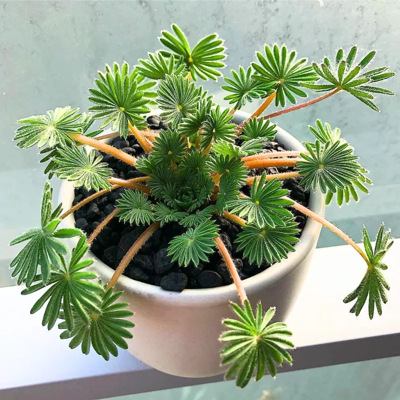 2 Oxalis Palmifrons Bulbs, Oxalis Bulbs, Succulent Bulbs, Cute Oxalis Plant Live Bulbs, Large Bulbs For Planting