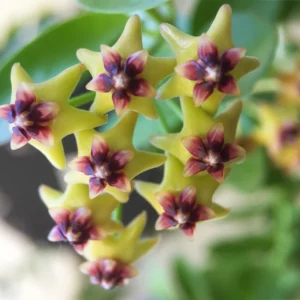 Hoya Plant, Hoya Cunninghamia Yellow Flower Plant, Hoya Live Plant 2 Inches Pot, Hoya House Plant Indoors Live, Outdoor Plant