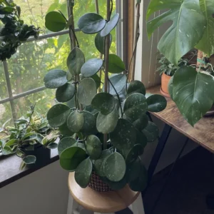 Hoya Obovata Plant, Silver Green Hoya Plant 4 Inches Pot, Rare Hoya Obovata Live Plant, Hoya Obovata Plant Live