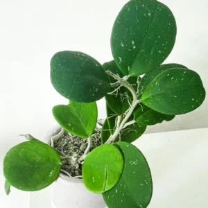 Hoya Obovata Plant, Silver Green Hoya Plant 4 Inches Pot, Rare Hoya Obovata Live Plant, Hoya Obovata Plant Live