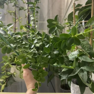 Hoya Plant, Hoya Cunninghamia Yellow Flower Plant, Hoya Live Plant 2 Inches Pot, Hoya House Plant Indoors Live, Outdoor Plant