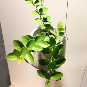 Hoya Plant, Hoya Cunninghamia Yellow Flower Plant, Hoya Live Plant 2 Inches Pot, Hoya House Plant Indoors Live, Outdoor Plant