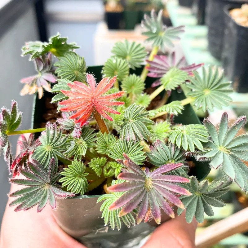 2 Oxalis Palmifrons Bulbs, Oxalis Bulbs, Succulent Bulbs, Cute Oxalis Plant Live Bulbs, Large Bulbs For Planting