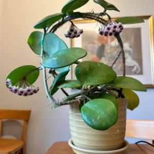 Hoya Obovata Plant, Silver Green Hoya Plant 4 Inches Pot, Rare Hoya Obovata Live Plant, Hoya Obovata Plant Live