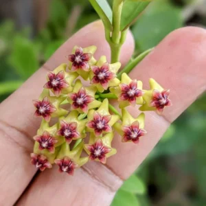 Hoya Plant, Hoya Cunninghamia Yellow Flower Plant, Hoya Live Plant 2 Inches Pot, Hoya House Plant Indoors Live, Outdoor Plant