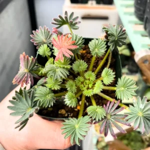 2 Oxalis Palmifrons Bulbs, Oxalis Bulbs, Succulent Bulbs, Cute Oxalis Plant Live Bulbs, Large Bulbs For Planting