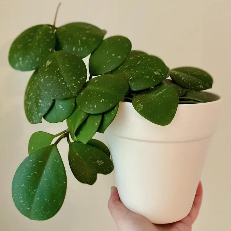Hoya Obovata Plant, Silver Green Hoya Plant 4 Inches Pot, Rare Hoya Obovata Live Plant, Hoya Obovata Plant Live