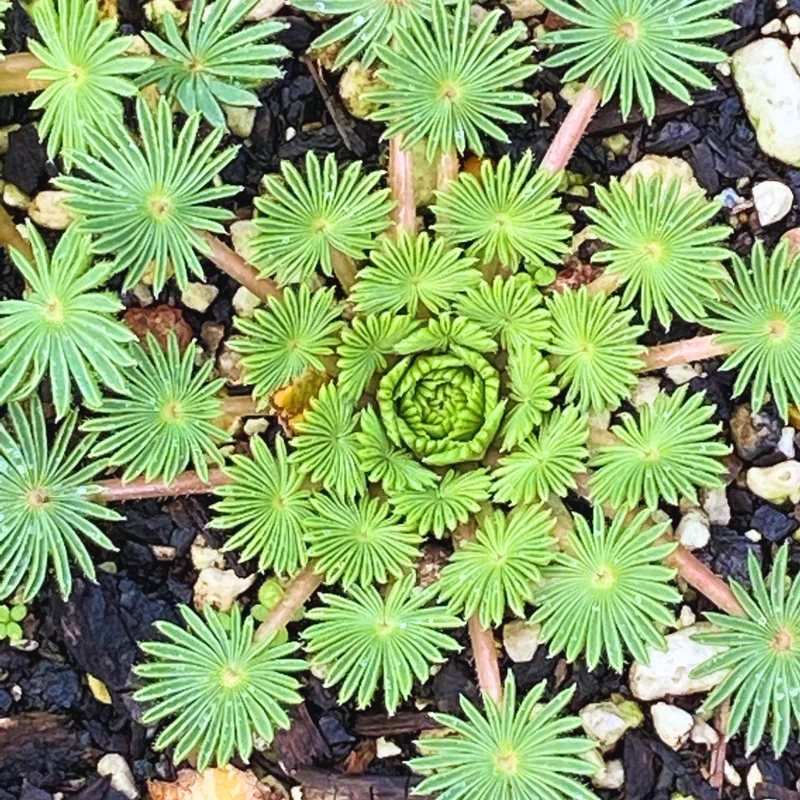 Oxalis Palmifrons Bulbs, Rare Oxalis Bulbs, Oxalis Succulent Bulbs For Houseplant, Large Oxalis Bulbs For Growing Well