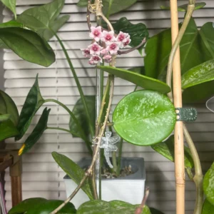 Hoya Obovata Plant, Silver Green Hoya Plant 4 Inches Pot, Rare Hoya Obovata Live Plant, Hoya Obovata Plant Live