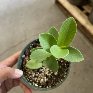 Hoya Plant, Hoya Cunninghamia Yellow Flower Plant, Hoya Live Plant 2 Inches Pot, Hoya House Plant Indoors Live, Outdoor Plant