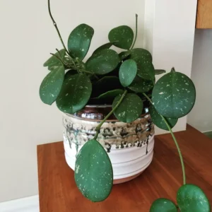 Hoya Obovata Plant, Silver Green Hoya Plant 4 Inches Pot, Rare Hoya Obovata Live Plant, Hoya Obovata Plant Live