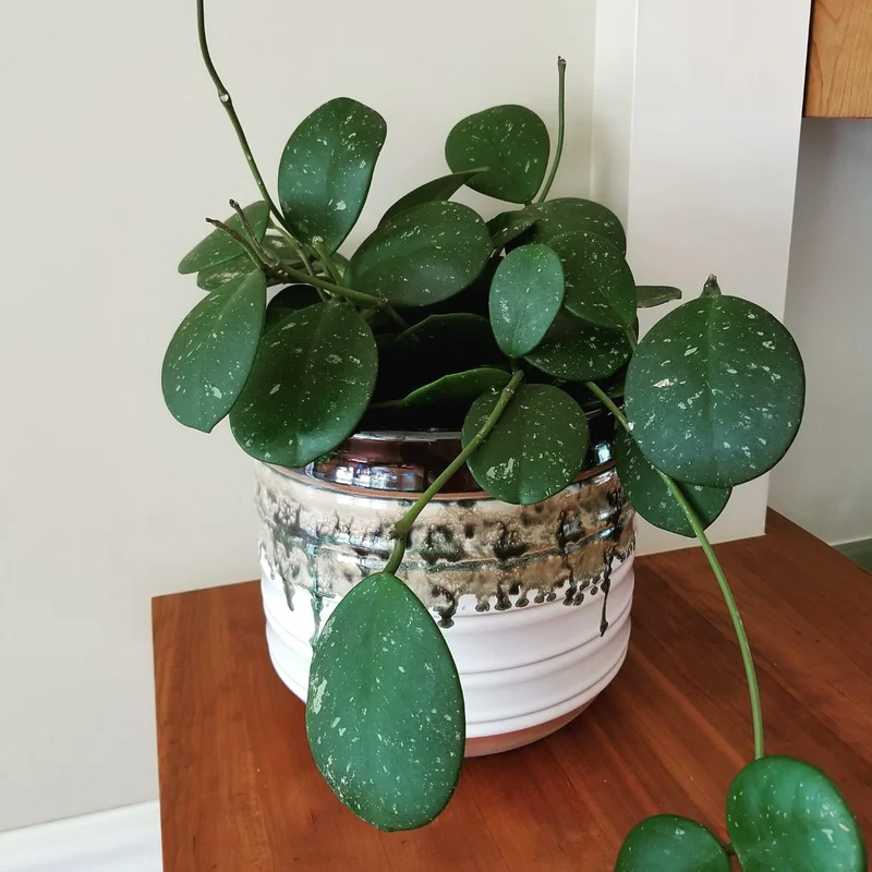 Hoya Obovata Plant, Silver Green Hoya Plant 4 Inches Pot, Rare Hoya Obovata Live Plant, Hoya Obovata Plant Live