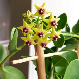 Hoya Plant, Hoya Cunninghamia Yellow Flower Plant, Hoya Live Plant 2 Inches Pot, Hoya House Plant Indoors Live, Outdoor Plant