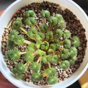 Oxalis Palmifrons Bulbs, Rare Oxalis Bulbs, Oxalis Succulent Bulbs For Houseplant, Large Oxalis Bulbs For Growing Well