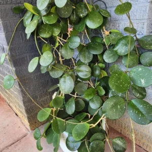 Hoya Obovata Plant, Silver Green Hoya Plant 4 Inches Pot, Rare Hoya Obovata Live Plant, Hoya Obovata Plant Live