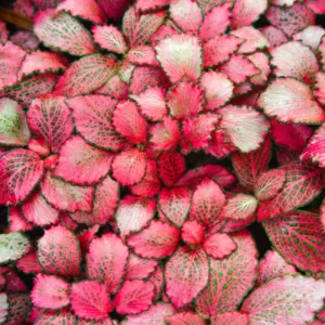 Set 4 Mixed Fittonia Live Plants Potted, Pink and White Fittonia Nerve Plants, 3 to 5 Inc Plant in 4 Inc Pot, Vibrant Houseplants Indoor