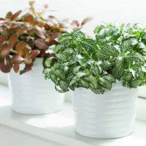 Set 4 Mixed Fittonia Live Plants Potted, Pink and White Fittonia Nerve Plants, 3 to 5 Inc Plant in 4 Inc Pot, Vibrant Houseplants Indoor