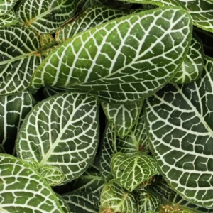 4 Mix Pink and White Fittonia Plants Live Nerve Plants, Set 4 Mixed Fittonia Plants Live, 3 to 5 Inc Plant in 4 Inc Pot, Vibrant Houseplants Terrariums Indoor