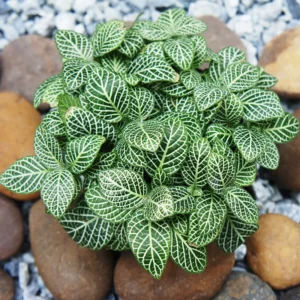 4 Mix Pink and White Fittonia Plants Live Nerve Plants, Set 4 Mixed Fittonia Plants Live, 3 to 5 Inc Plant in 4 Inc Pot, Vibrant Houseplants Terrariums Indoor