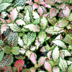 Set 4 Mixed Fittonia Live Plants Potted, Pink and White Fittonia Nerve Plants, 3 to 5 Inc Plant in 4 Inc Pot, Vibrant Houseplants Indoor