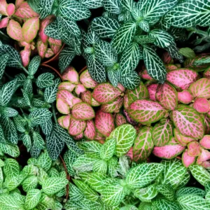4 Mix Pink and White Fittonia Plants Live Nerve Plants, Set 4 Mixed Fittonia Plants Live, 3 to 5 Inc Plant in 4 Inc Pot, Vibrant Houseplants Terrariums Indoor