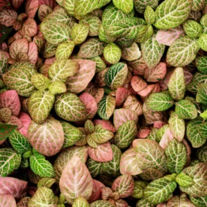 Set 4 Mixed Fittonia Live Plants Potted, Pink and White Fittonia Nerve Plants, 3 to 5 Inc Plant in 4 Inc Pot, Vibrant Houseplants Indoor