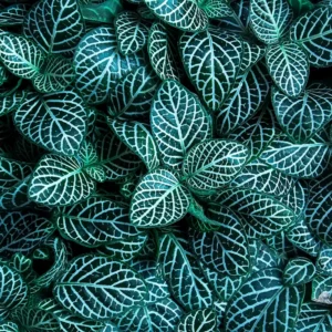 Set 2 Fittonia Plants Live Potted, Live Nerve Plants, 3 to 5 Inc Plant in 4 Inc Pot, Houseplants Indoor Gardening and Terrariums