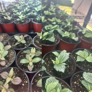 4 Mix Pink and White Fittonia Plants Live Nerve Plants, Set 4 Mixed Fittonia Plants Live, 3 to 5 Inc Plant in 4 Inc Pot, Vibrant Houseplants Terrariums Indoor