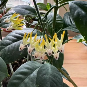 Hoya Multiflora Shooting Star Plant Live, Yellow White Hoya Flower Plant, Hoya Plant In 4 Inches Pot, Flower Plant Live Indoor, Houseplant
