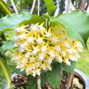 Hoya Multiflora Shooting Star Plant Live, Yellow White Hoya Flower Plant, Hoya Plant In 4 Inches Pot, Flower Plant Live Indoor, Houseplant