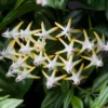 Hoya Multiflora Shooting Star Plant Live, Yellow White Hoya Flower Plant, Hoya Plant In 4 Inches Pot, Flower Plant Live Indoor, Houseplant