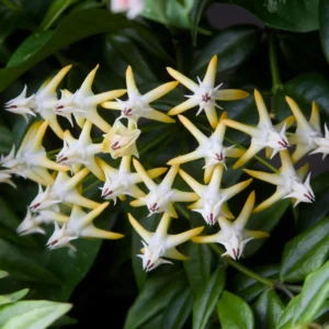Hoya Multiflora Shooting Star Plant Live, Yellow White Hoya Flower Plant, Hoya Plant In 4 Inches Pot, Flower Plant Live Indoor, Houseplant