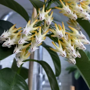 Hoya Multiflora Shooting Star Plant Live, Yellow White Hoya Flower Plant, Hoya Plant In 4 Inches Pot, Flower Plant Live Indoor, Houseplant