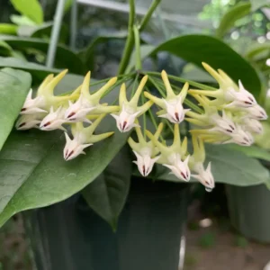 Hoya Multiflora Shooting Star Plant Live, Yellow White Hoya Flower Plant, Hoya Plant In 4 Inches Pot, Flower Plant Live Indoor, Houseplant
