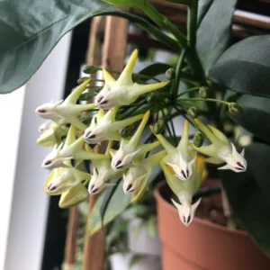 Hoya Multiflora Shooting Star Plant Live, Yellow White Hoya Flower Plant, Hoya Plant In 4 Inches Pot, Flower Plant Live Indoor, Houseplant