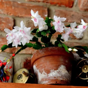 Christmas Cactus, Cactus Christmas Tree, Live Christmas Cactus Plant Indoor, Large Christmas Cactus In 4 Inches Pot, Ornamental Plant Live For Houseplant